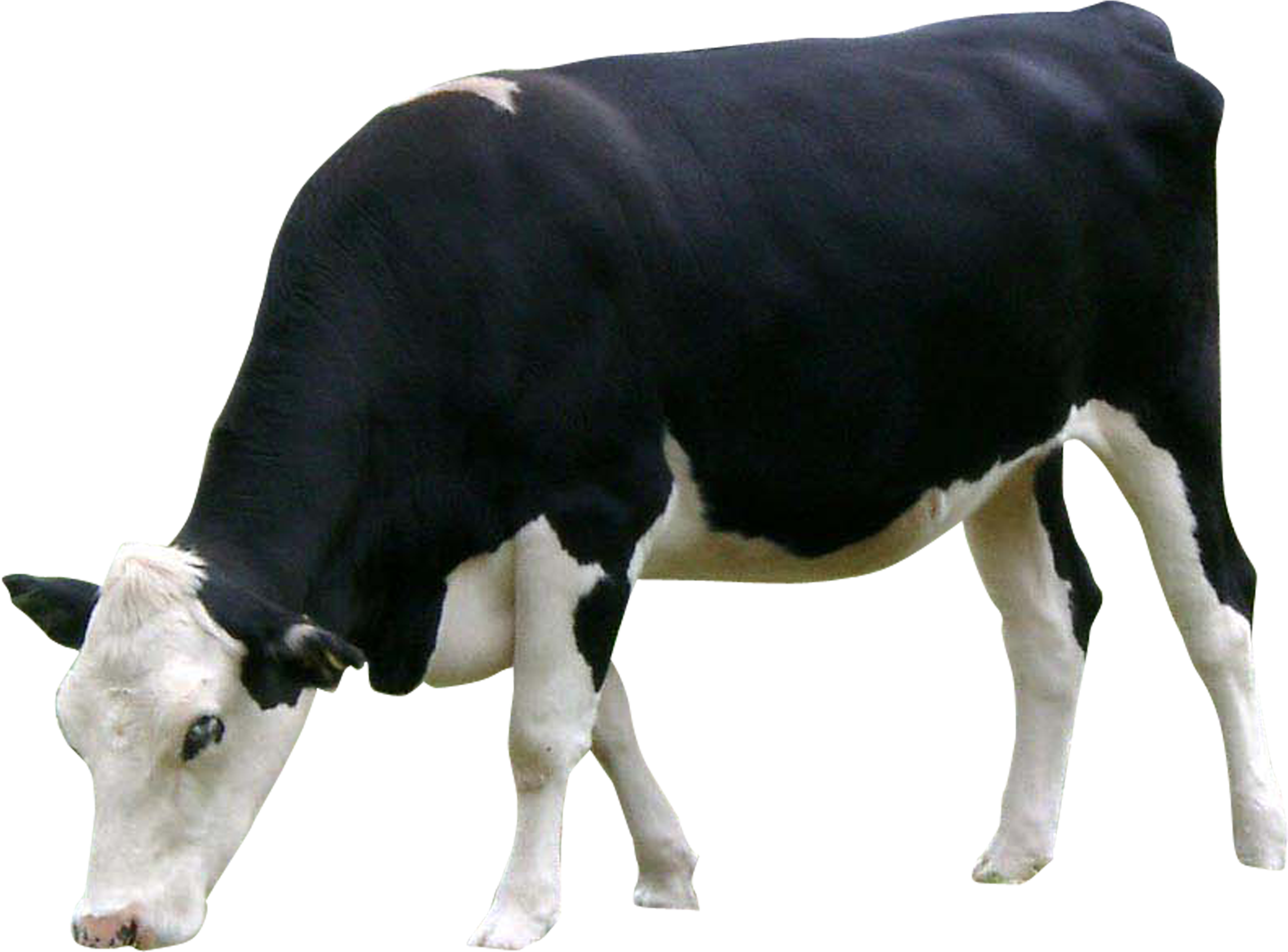 Png Images Cow (id 17378) (3543x3543), Png Download