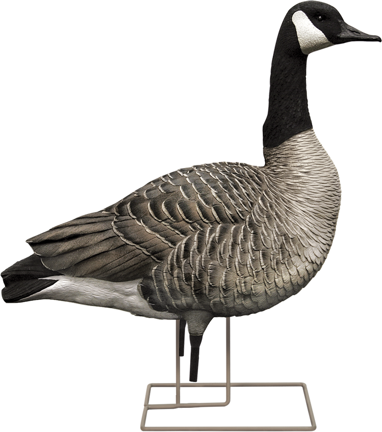 Aggressive Male - Canada Goose Clip Art (1019x976), Png Download