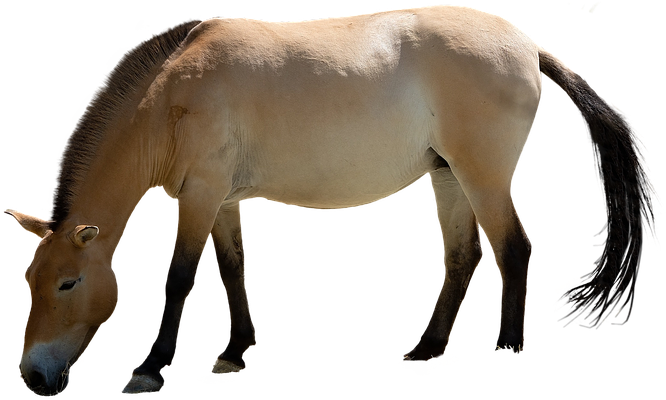 Caballo, Aislado, Animales, Mane, Mundo Animal - Mane (960x640), Png Download