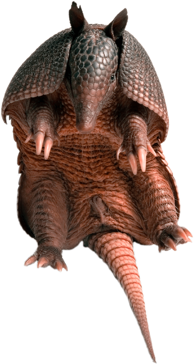 Armadillo Sitting - Armadillo (1132x1696), Png Download