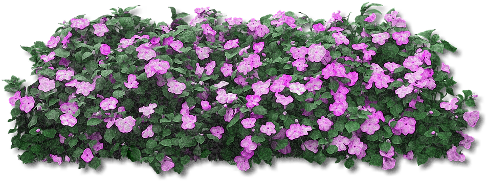 Fiori Viola Png - Pink Flower Bush Png (960x361), Png Download