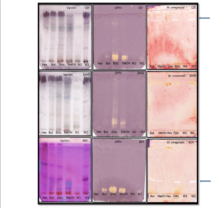 Chromatograms Of Solvent-solvent Fractions [hex , But - Peach (850x721), Png Download
