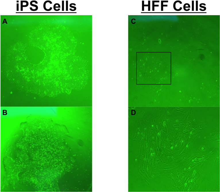 Hpf-768x688 - Data Nugget Gene Expression In Stem Cells (768x688), Png Download