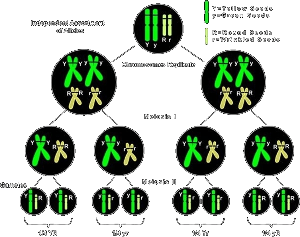 Chromosomal Theory Of Inheritance Image-1 - Chromosomal Theory Of Inheritance Diagram (1053x832), Png Download