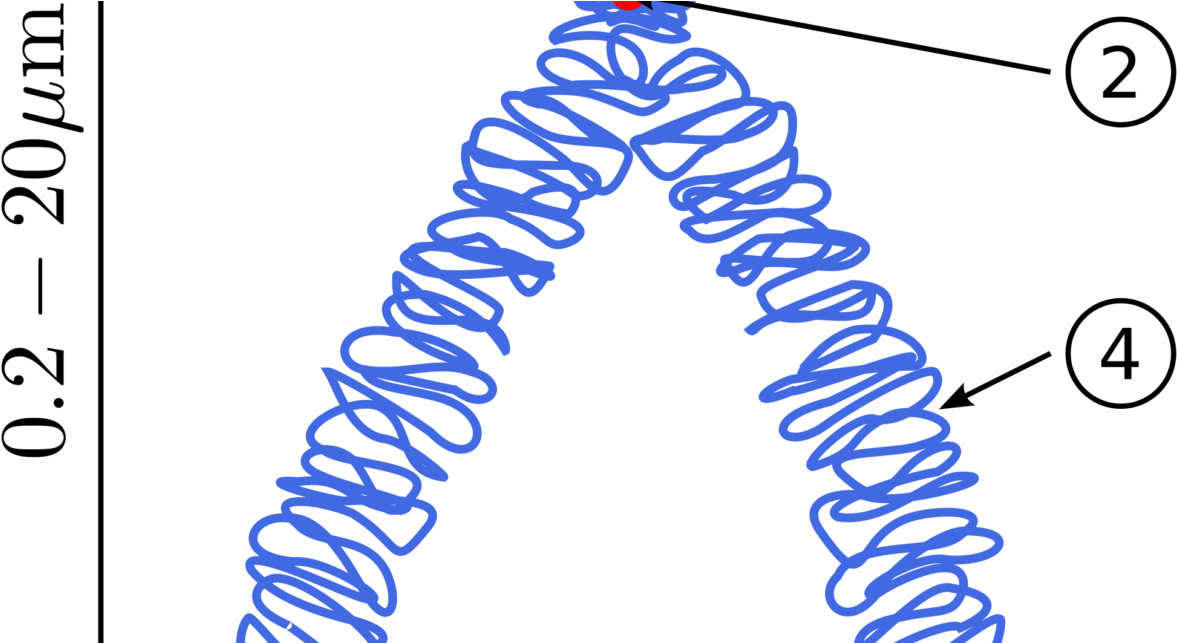 Botany Chromosomal Aberrations, Structural Chromosomal - Chromatin In A Chromosome (1210x642), Png Download