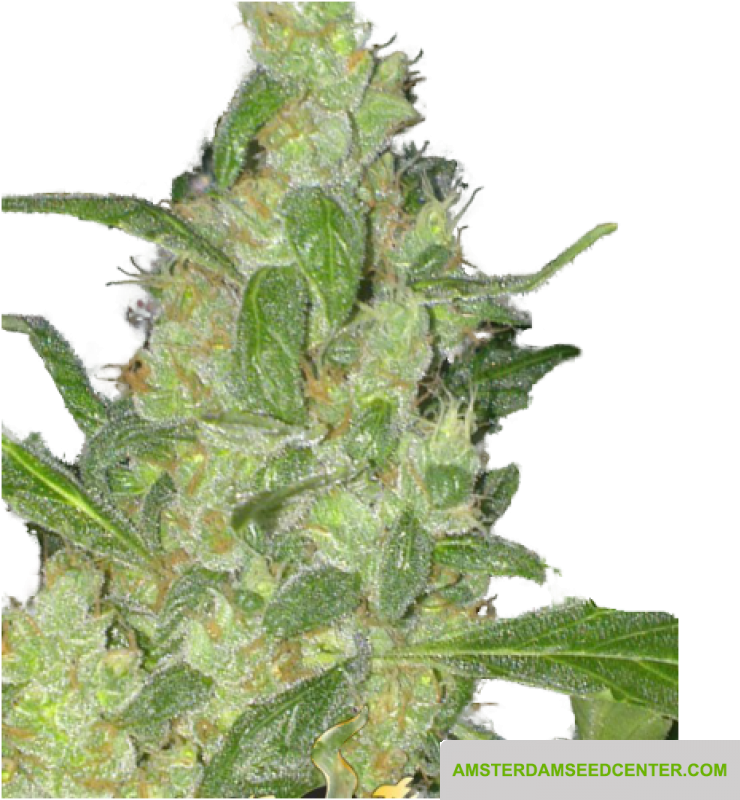 Turing Autoflowering - Autoflowering Cannabis (800x800), Png Download