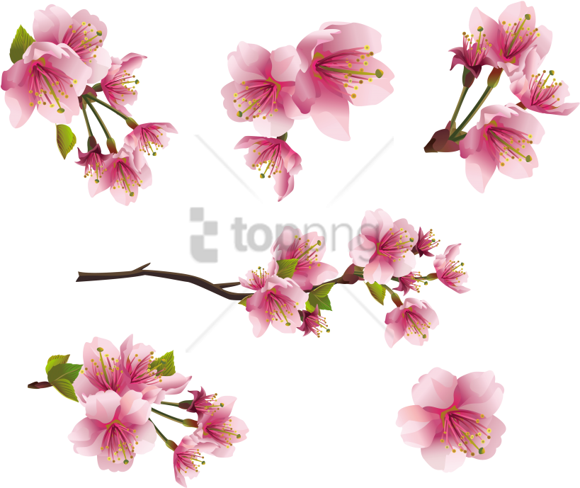 Free Png Spring Png Png Images Transparent - Transparent Sakura Flower (850x703), Png Download