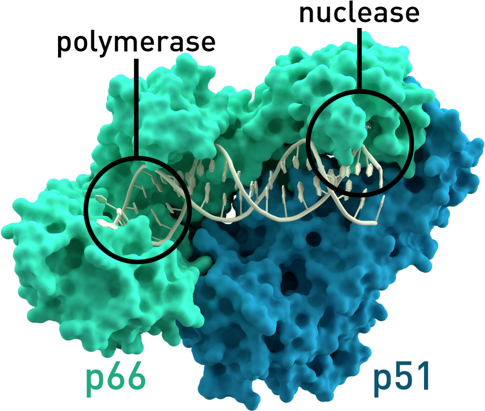 Rakhi N - Reverse Transcriptase Enzyme (990x864), Png Download