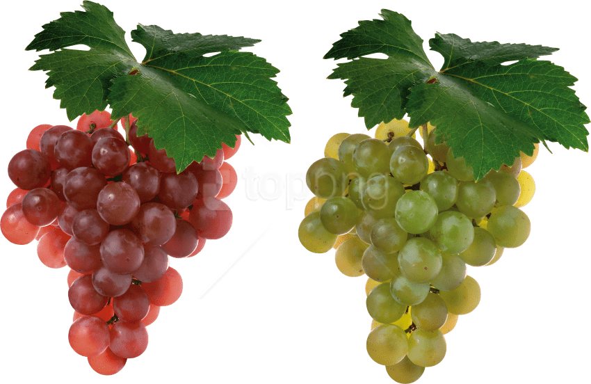 Free Png Download Grapes Png Images Background Png - Grapes Fruit (850x552), Png Download