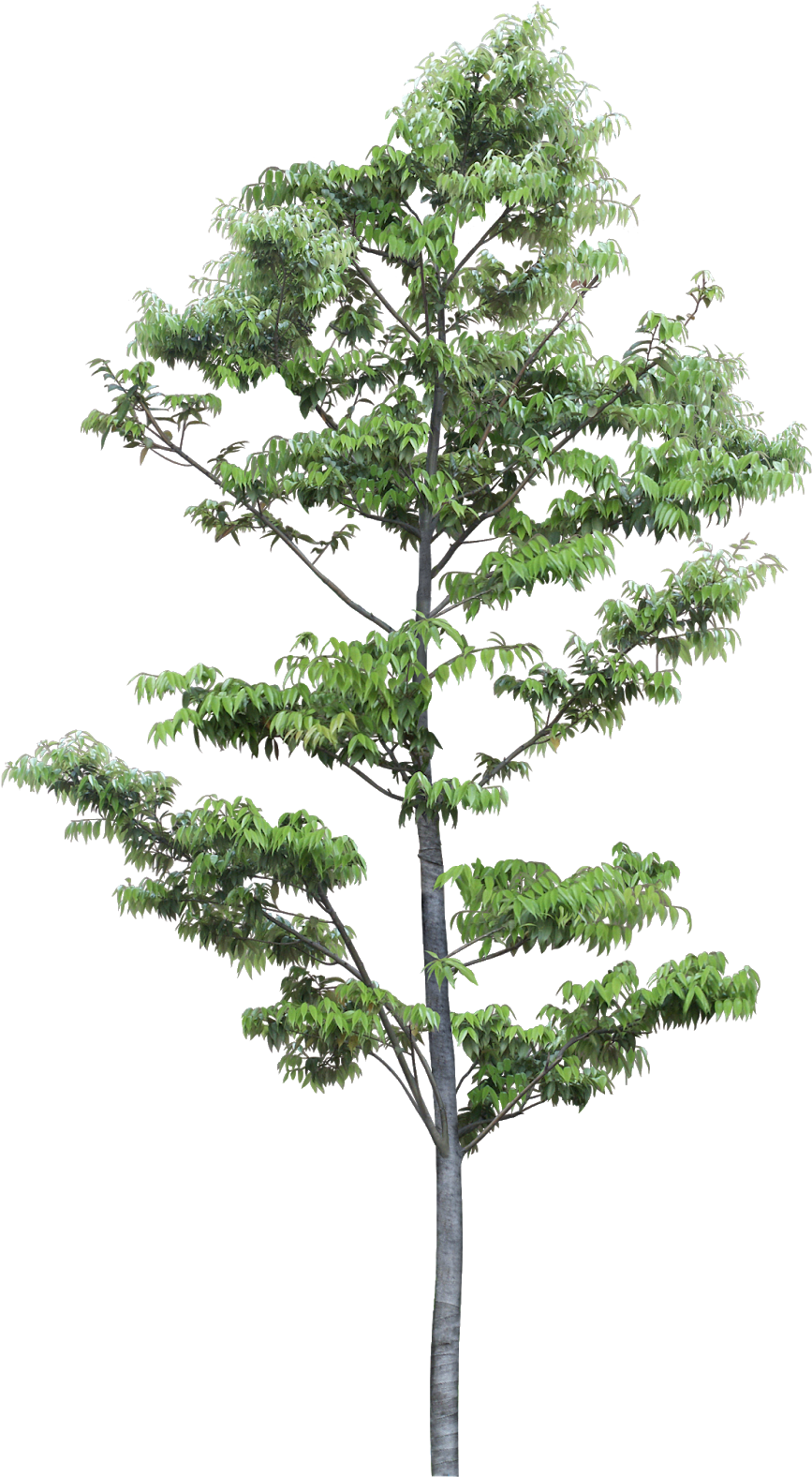 Pin By Ar - Pond Pine (912x1600), Png Download