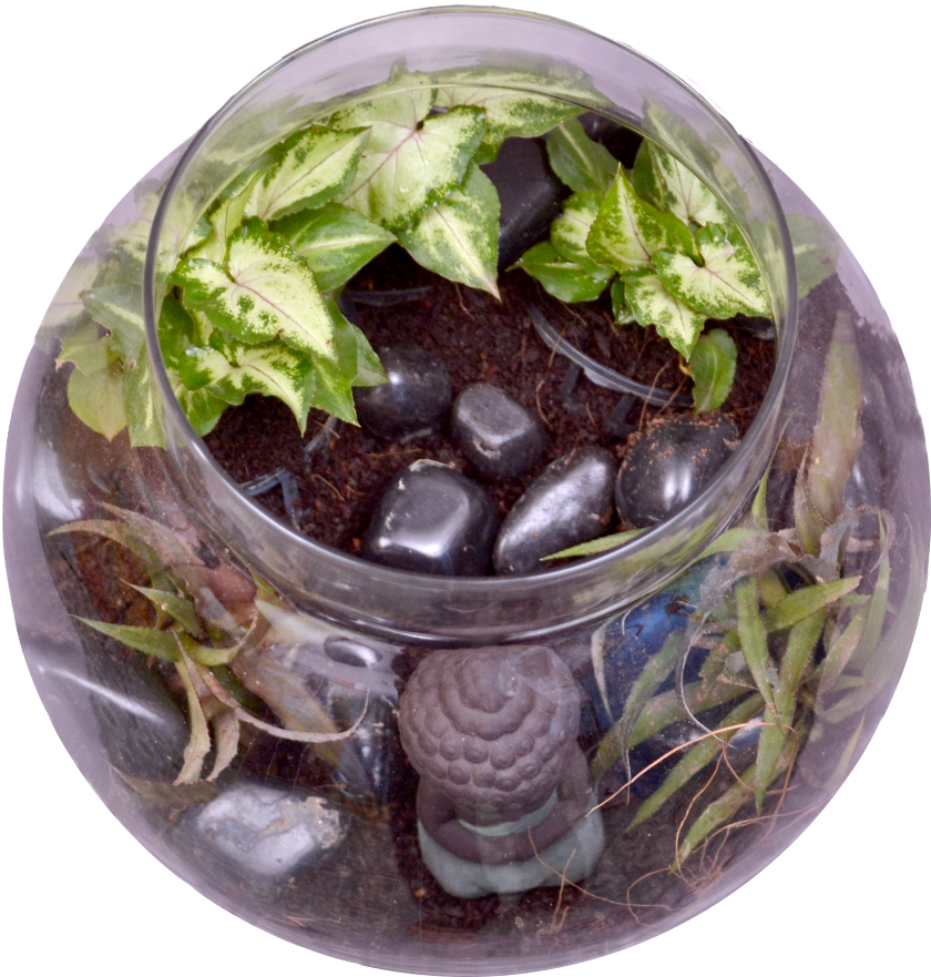 Buddha In A Bowl Terrarium Kit - Flowerpot (1000x1000), Png Download
