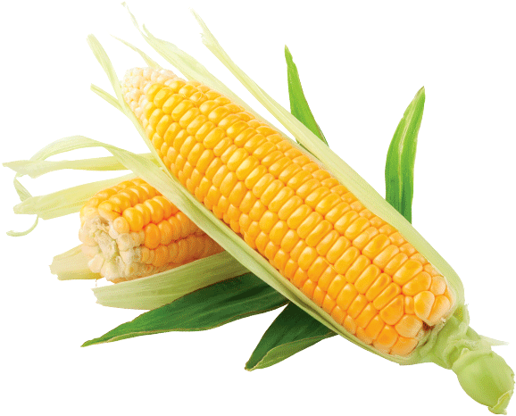 Corn Kernels (700x700), Png Download