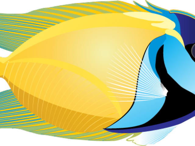 Marine Fish Clipart Real Fish - Fish On White Background (640x480), Png Download