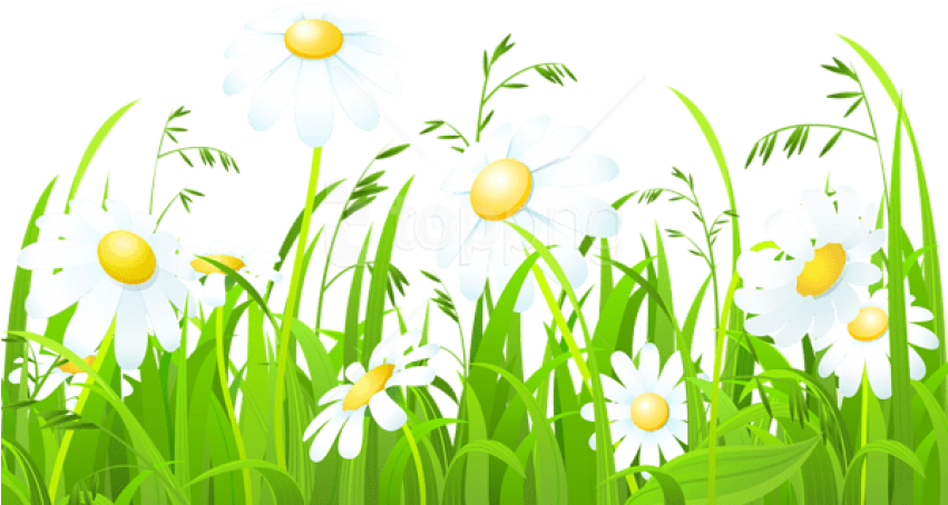 Free Png Download White Flowers And Grass Transparent - Clipart Of Grass And Flowers (850x481), Png Download