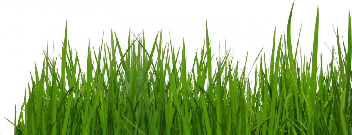 Grass Tumblr Transparent Background (1200x461), Png Download