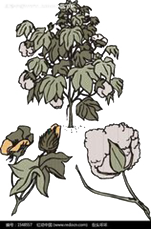 Drawn Branch Real Tree - Bombax Ceiba Fruit Png (500x759), Png Download