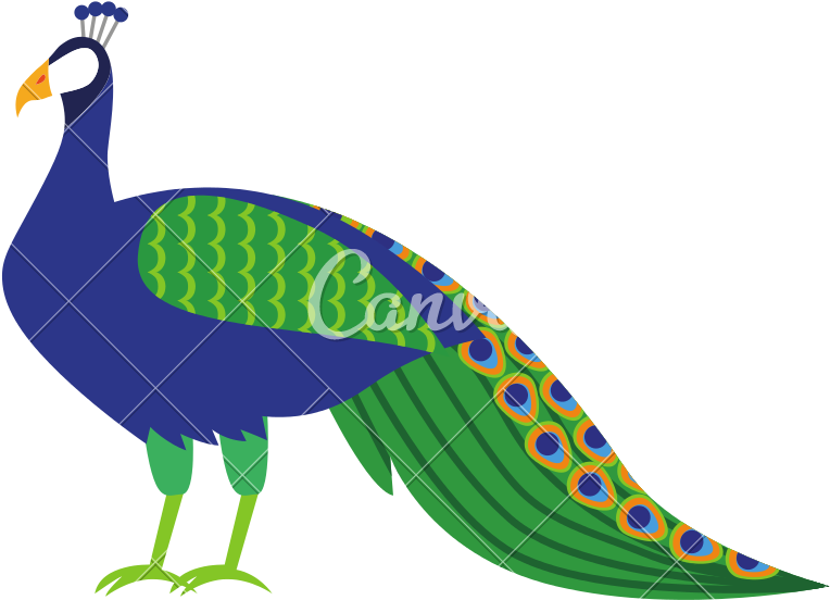 Isolated Icons By Canva - Peafowl (800x800), Png Download