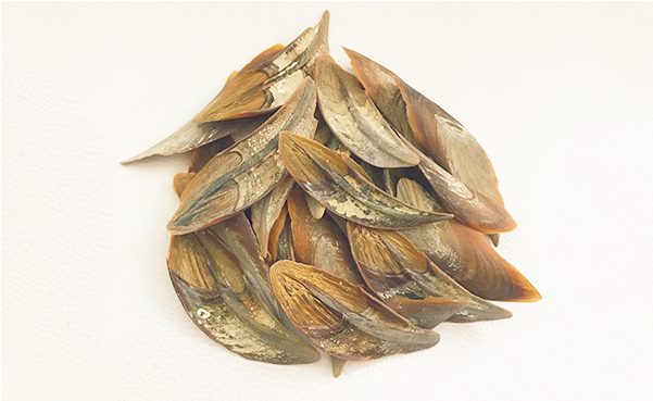 Accept Custom Ocean Dollar Operculum Seashells - Einkorn Wheat (640x640), Png Download