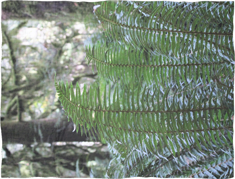 "fun With Ferns" - Fern (1024x1024), Png Download