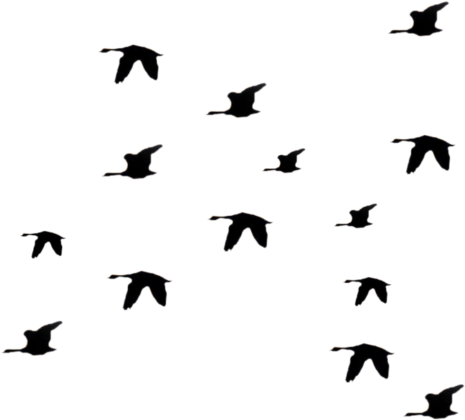 Bird Fly Png Clipart Li Ry - Silhouette Birds Flying Away Png (823x732), Png Download