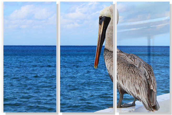 Ebay Responsive Template - Brown Pelican (700x500), Png Download