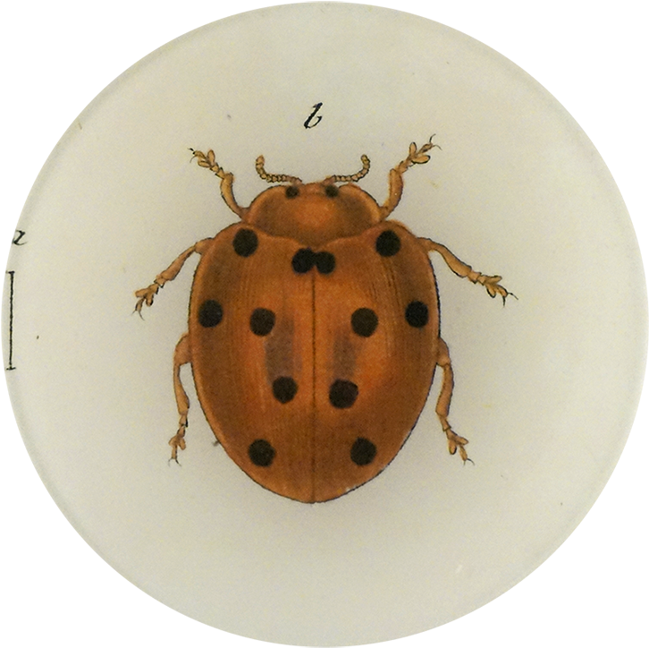 Ladybug (800x800), Png Download