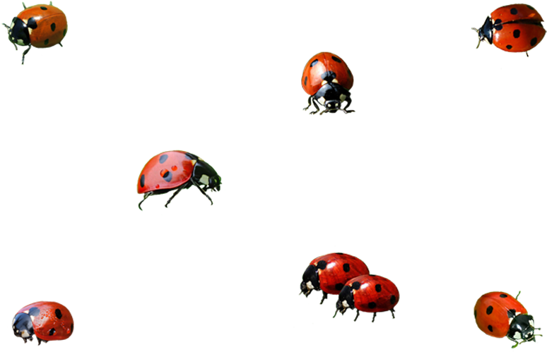 Ladybug Insect Png Background Image - Transparent Ladybird Png (800x533), Png Download