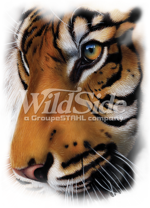Tiger - Graphic Oversize - Shirt (675x675), Png Download
