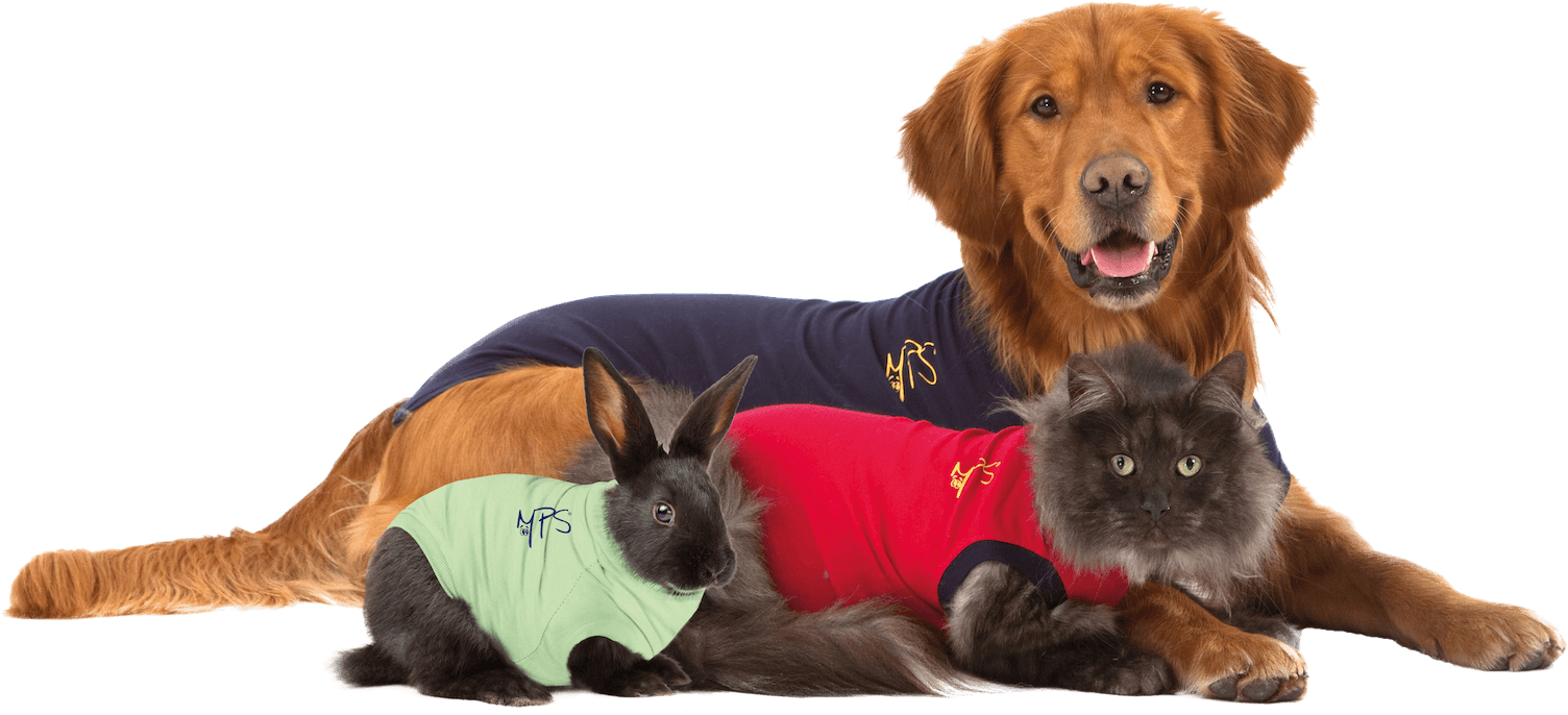 Medical Pet Shirt Dog (1624x818), Png Download