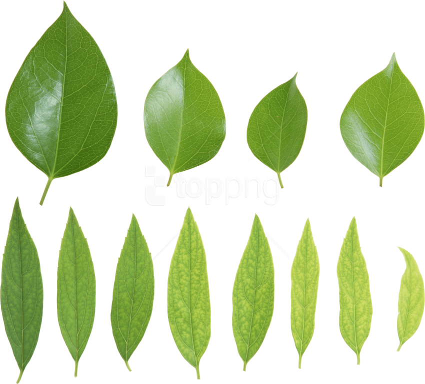 Free Png Download Green Leaves Png Images Background - Листья Зеленые (850x769), Png Download