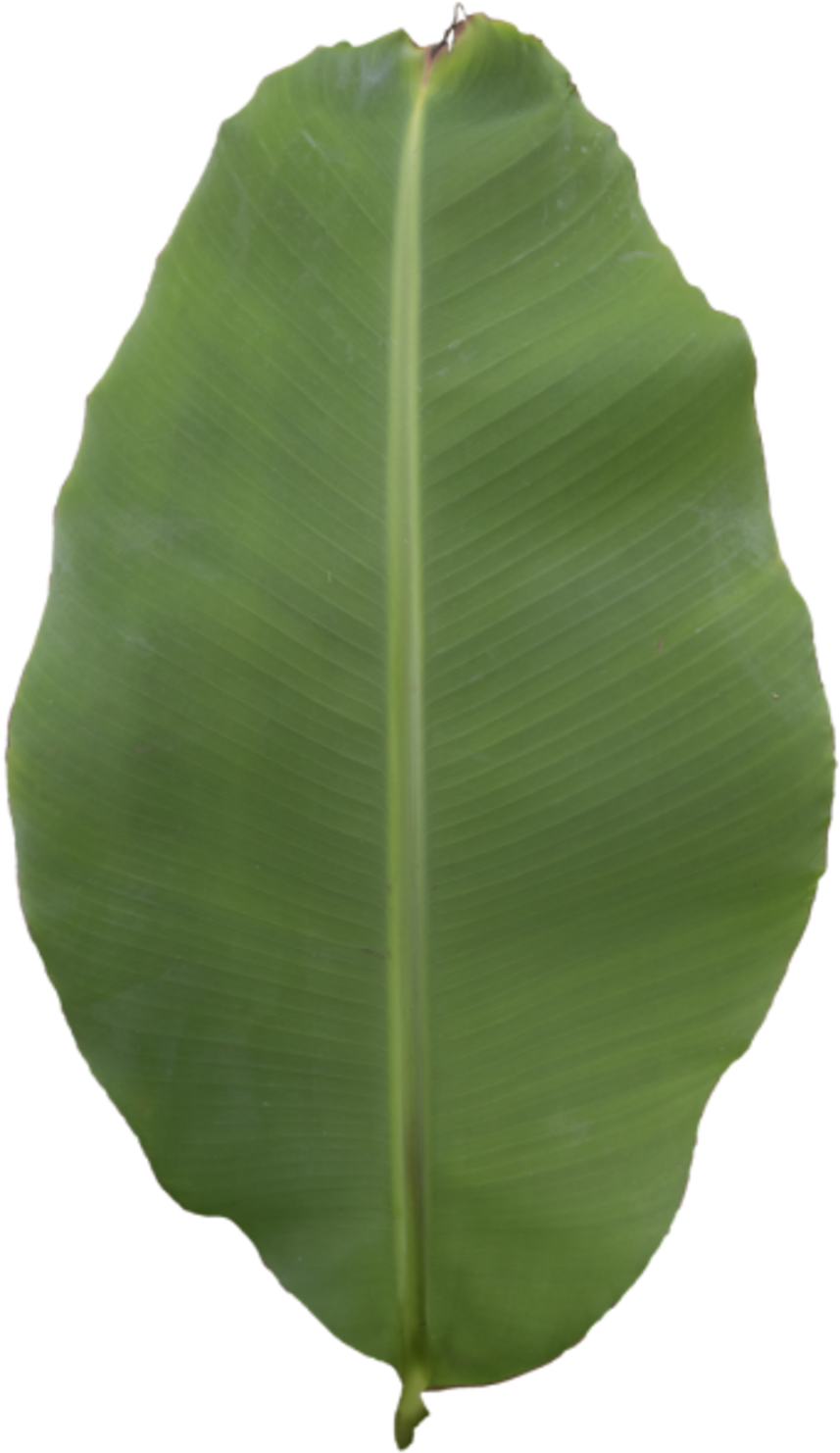 Leaf Banana - Ensete (900x1508), Png Download