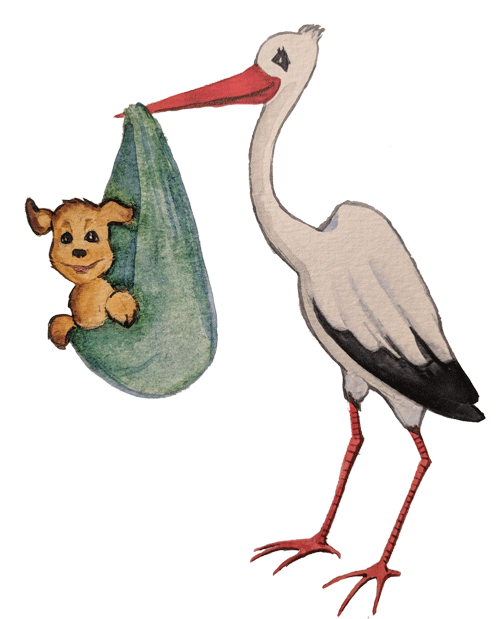 Puppy Care - Black Stork (500x628), Png Download