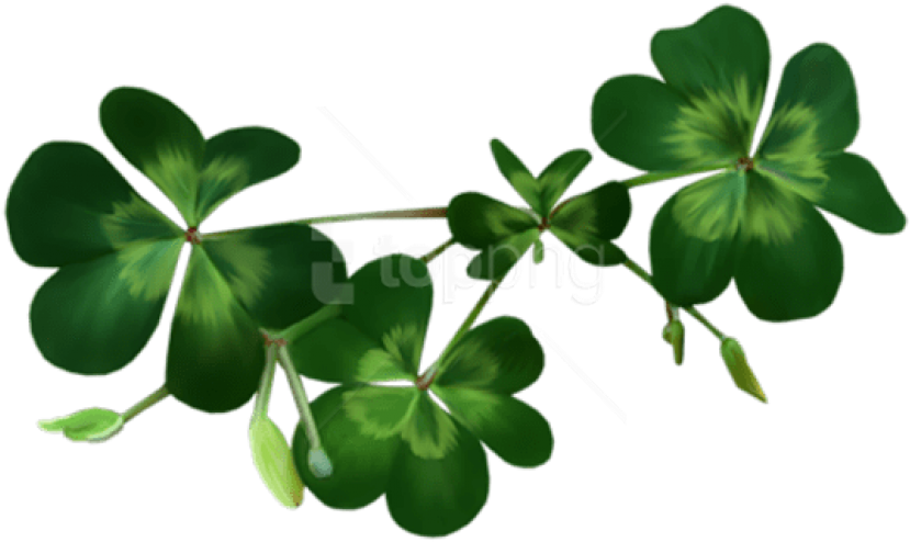 Free Png Download Irish Shamrocks Png Images Background - Transparent Background Shamrock Png (850x515), Png Download