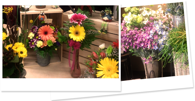 The Freshest Flowers - Barberton Daisy (950x350), Png Download