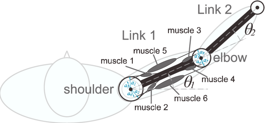 Two Joints Six Muscles Arm - Leider Kein Foto Für Dich (850x394), Png Download