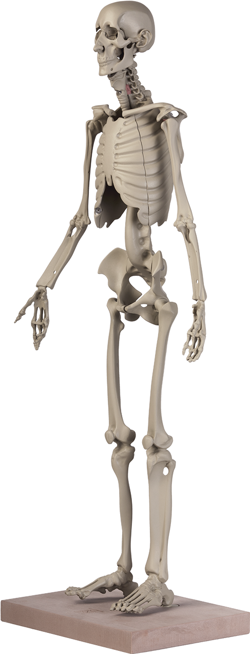 Maniken® Classic - Figurine (896x1344), Png Download