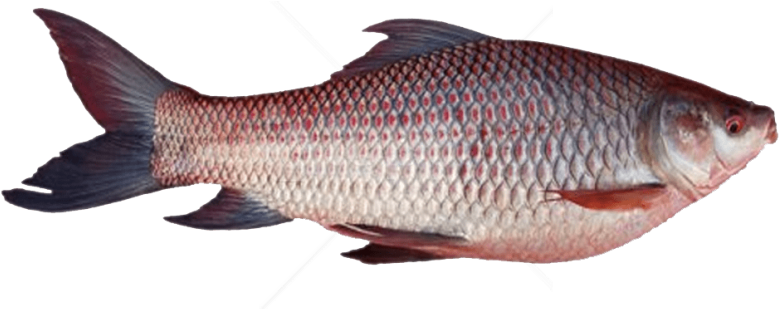 Free Png Download Ghol Fish Png Png Images Background - Rohu Fish (850x638), Png Download