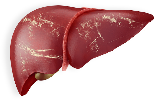Liver Png - Fígado Png (700x450), Png Download