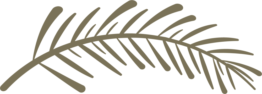 Spiritwood-pinebranch - Twig (1000x359), Png Download