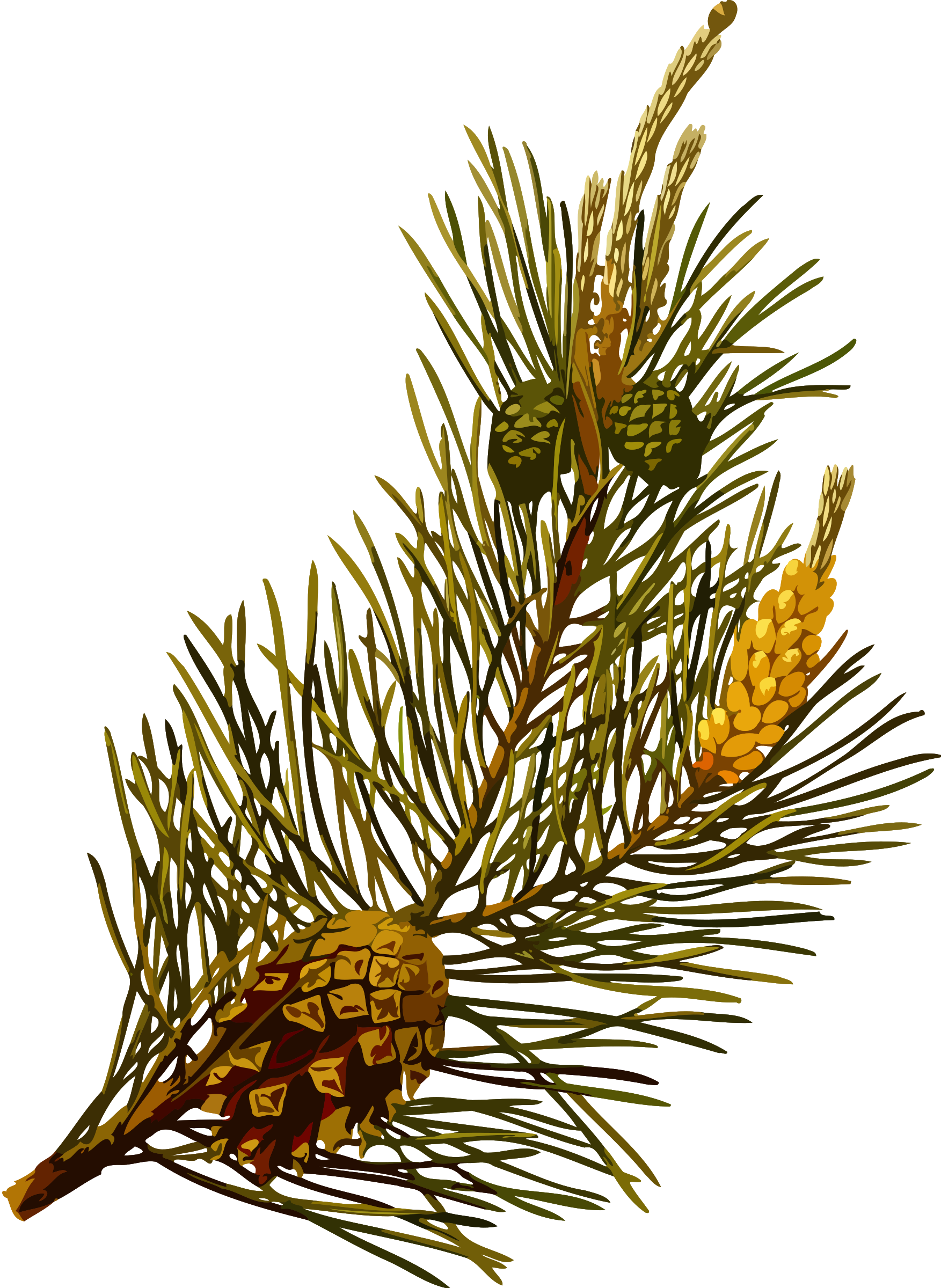 This Free Icons Png Design Of Scots Pine (1753x2400), Png Download