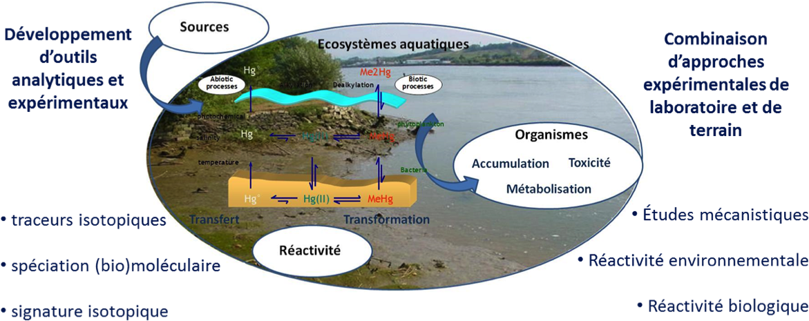 Compréhension Des Mécanismes Physico-chimiques Et Biologiques, - Tree (1205x483), Png Download
