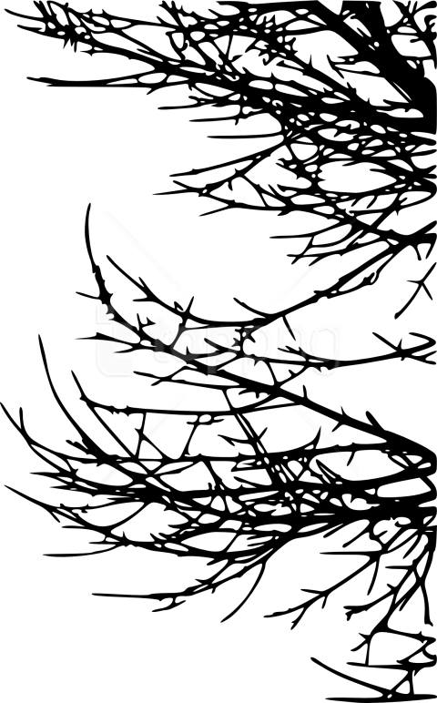 Free Png Tree Branch Png - Line Art (480x772), Png Download