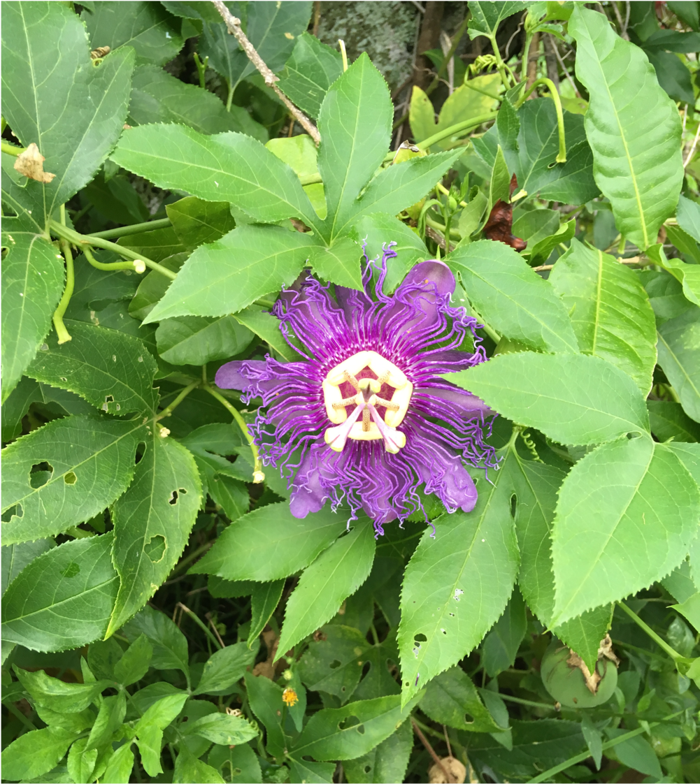 The Latter Usually Worked, Until The Change In Sound - Passion Flower (1000x1333), Png Download