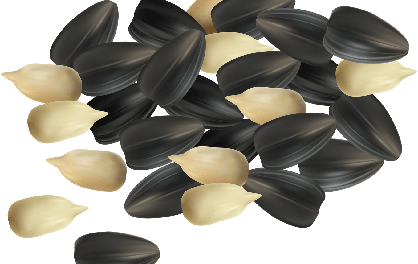 Sunflower Clipart Sunflower Seed Pencil And In Color - وکتور تخمه (1368x855), Png Download