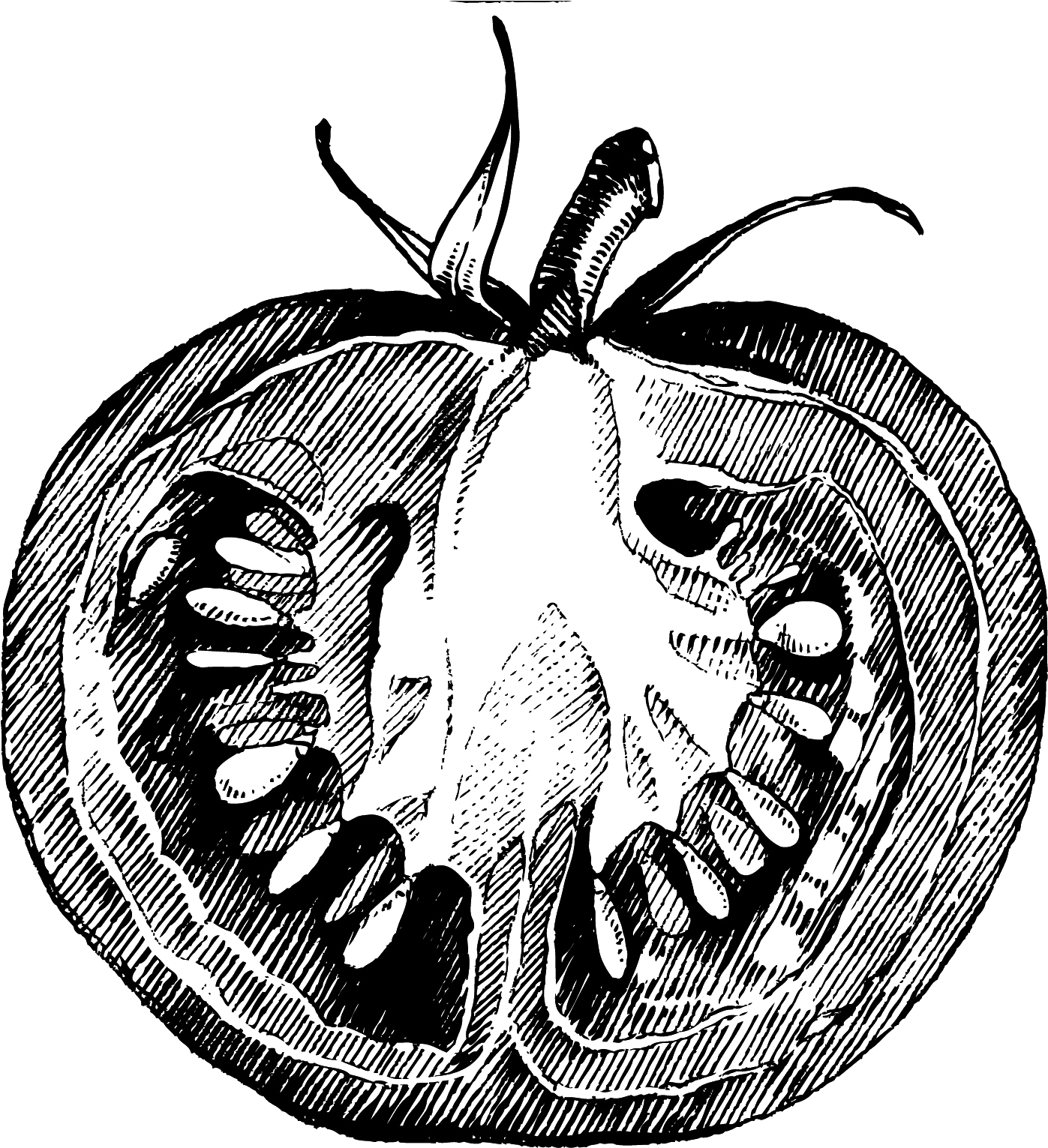 Collection Of Png High Quality Free - Tomato Drawing Sketch Png (1516x1565), Png Download