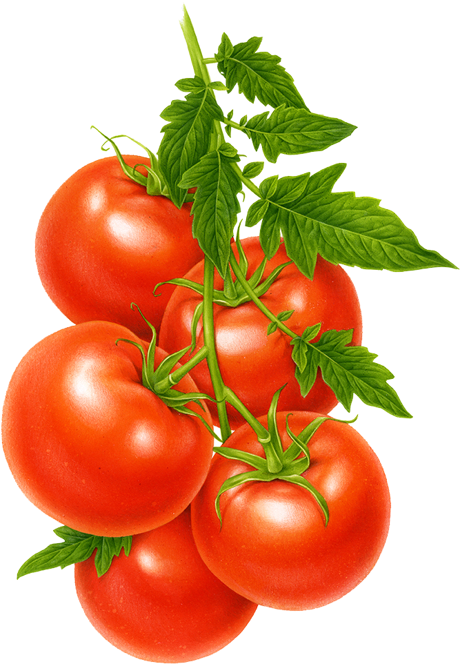 Cherry Tomato A Fruit Or Vegetable (800x1137), Png Download