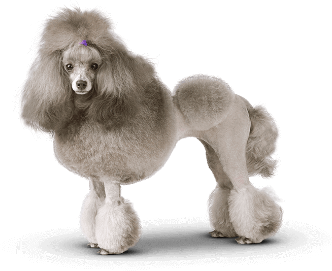 Banner - Groomed Poodle (700x539), Png Download