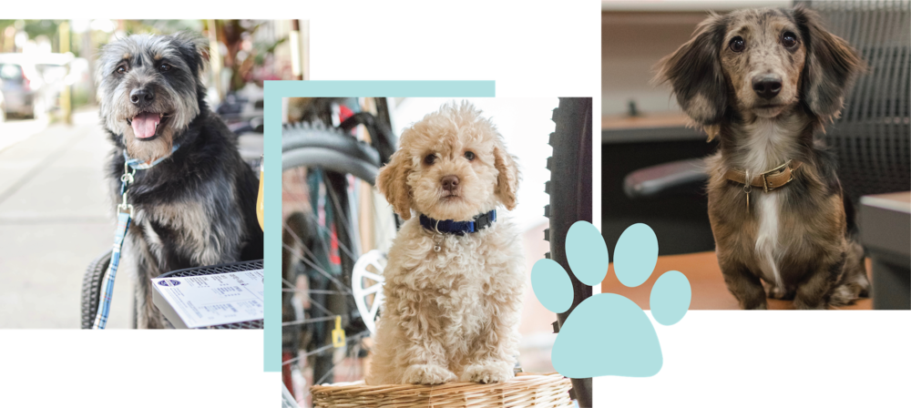 Hireme 02 01 - Labradoodle (1000x448), Png Download