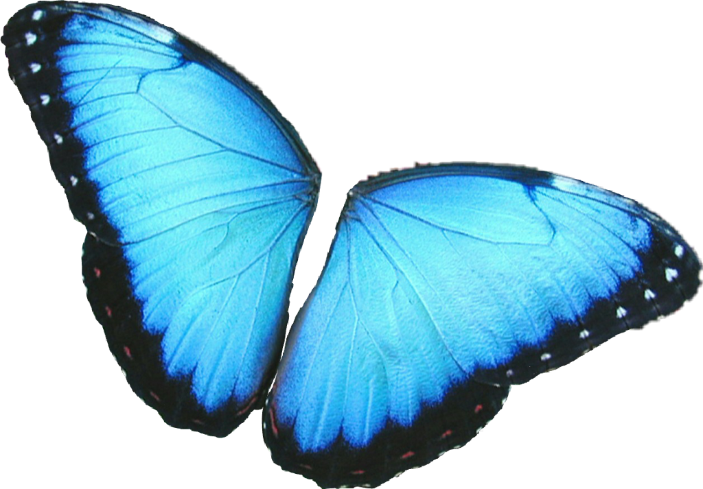 #butterfly #wings #colorful #girly #amazing #artistic - Blue Morpho Butterfly (1024x713), Png Download