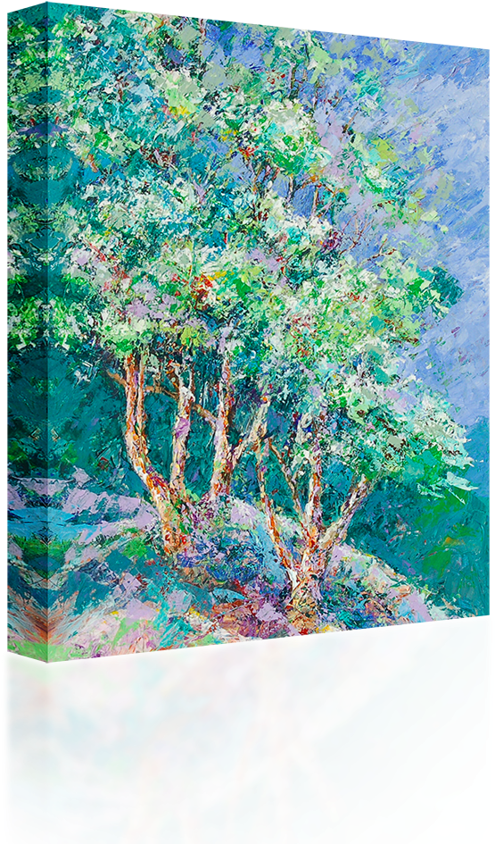 River Birch (1024x1024), Png Download